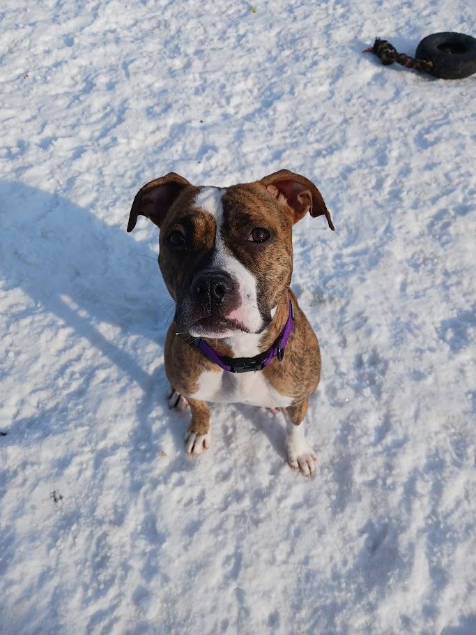 Enlarge Gretchen, an adopted mixed breed in Winona, MN image 4/6