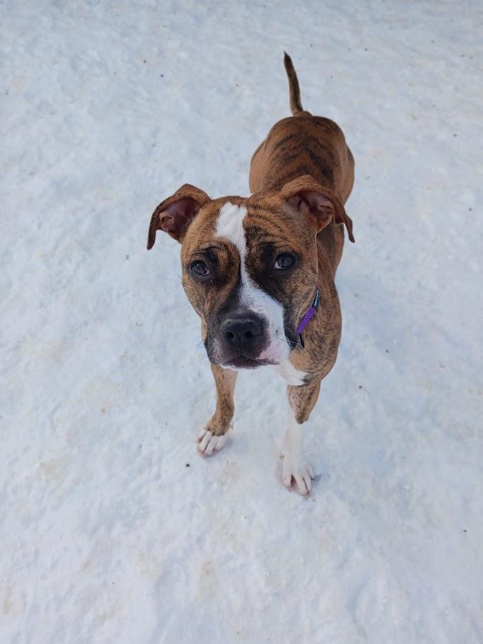 Enlarge Gretchen, an adopted mixed breed in Winona, MN image 2/6