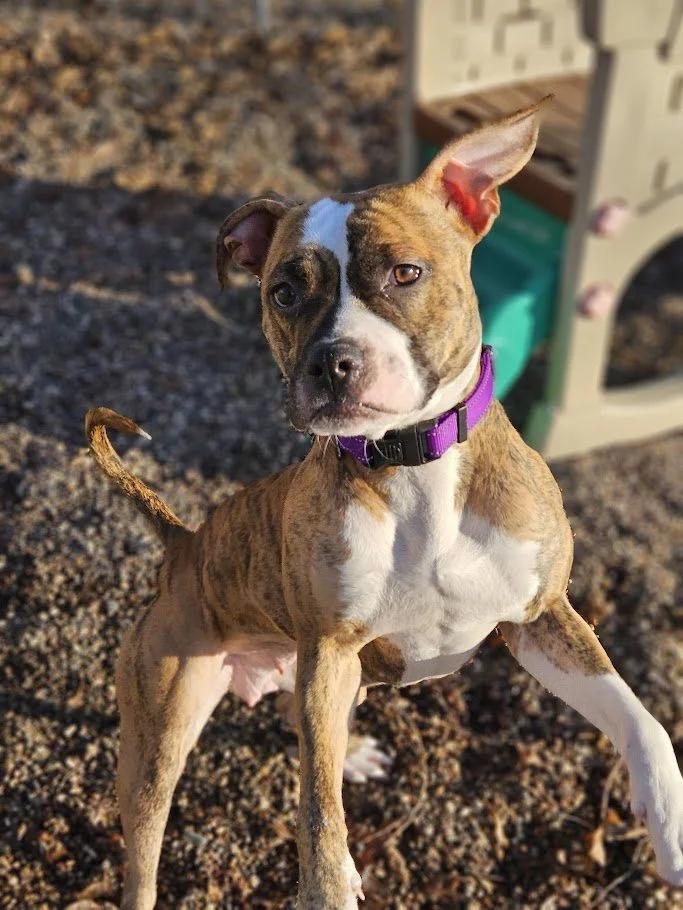 Enlarge Gretchen, an adopted mixed breed in Winona, MN image 3/6