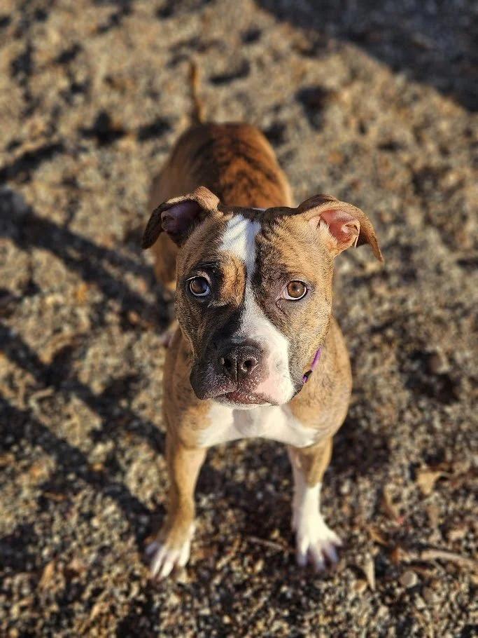 Enlarge Gretchen, an adopted mixed breed in Winona, MN image 1/6