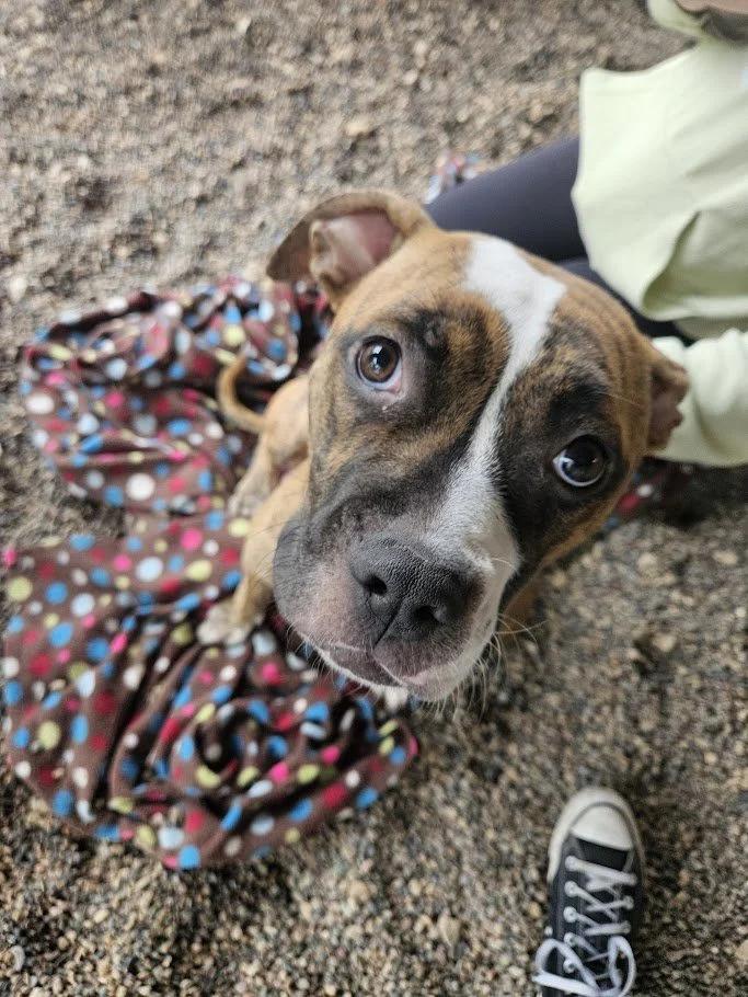 Enlarge Gretchen, a ADOPTABLE mixed breed in Winona, MN image 6/6