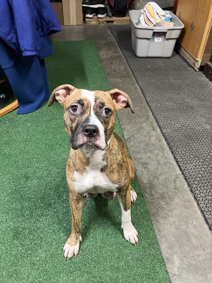 Enlarge Gretchen, a ADOPTABLE mixed breed in Winona, MN image 2/6