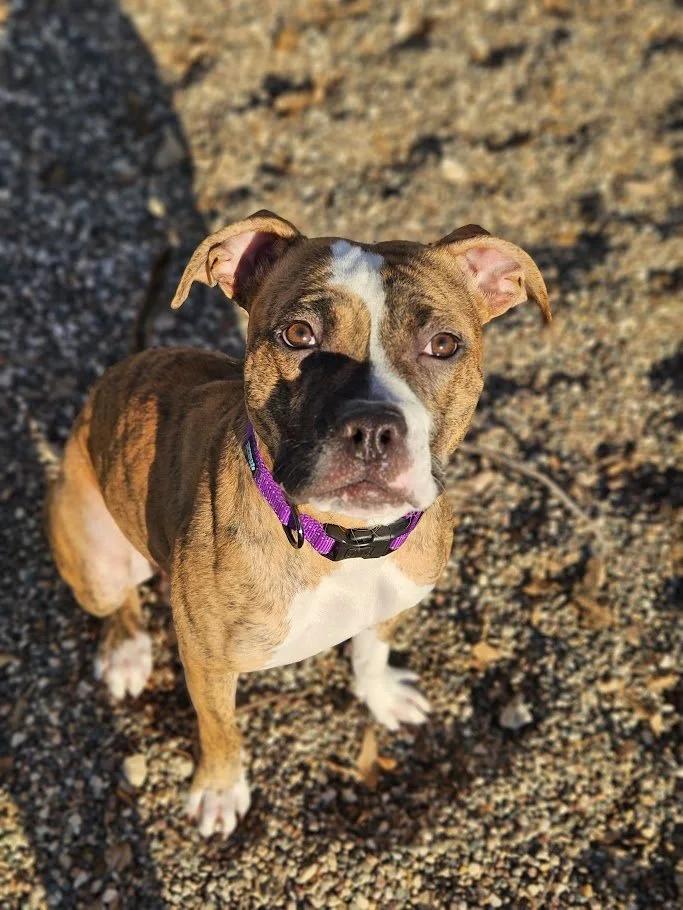 Enlarge Gretchen, an adopted mixed breed in Winona, MN image 5/6