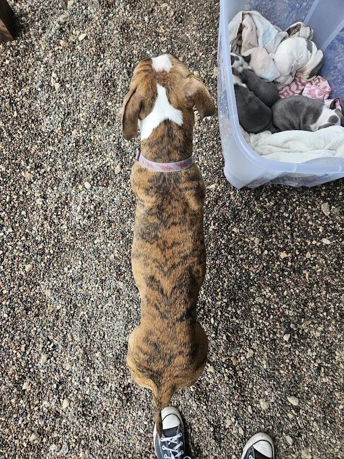 Enlarge Gretchen, a ADOPTABLE mixed breed in Winona, MN image 5/6