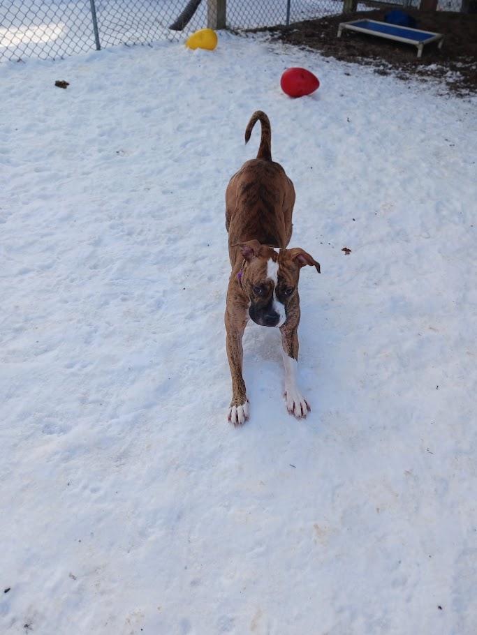 Enlarge Gretchen, an adopted mixed breed in Winona, MN image 6/6