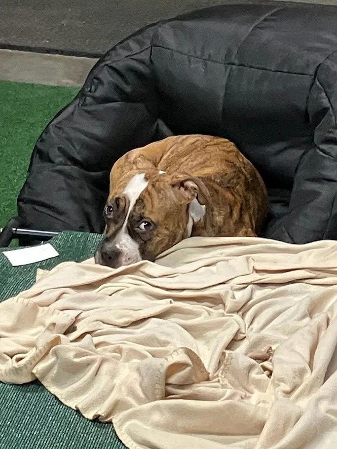 Enlarge Gretchen, a ADOPTABLE mixed breed in Winona, MN image 3/6