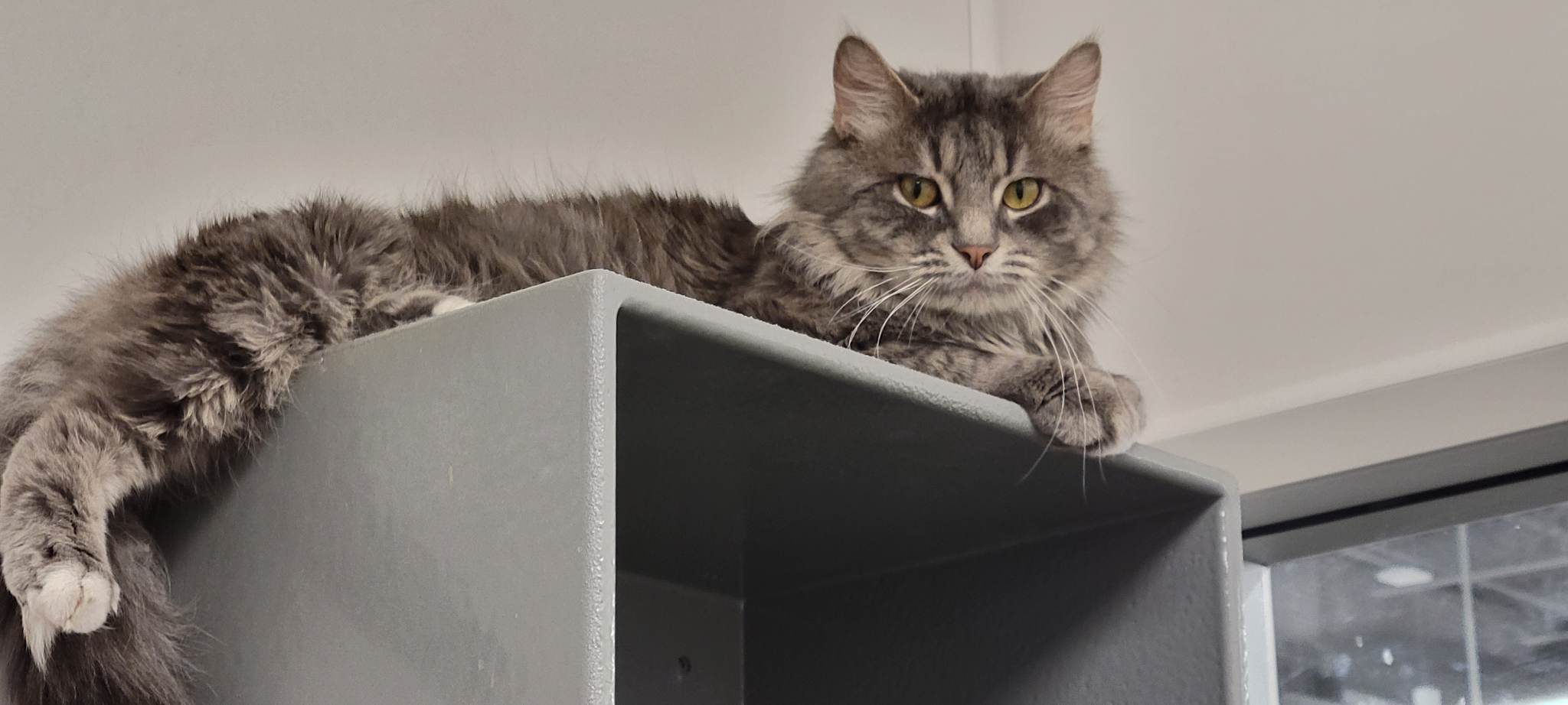 Scruffy, a Adopted Domestic Long Hair in Heath, OH image 1/4