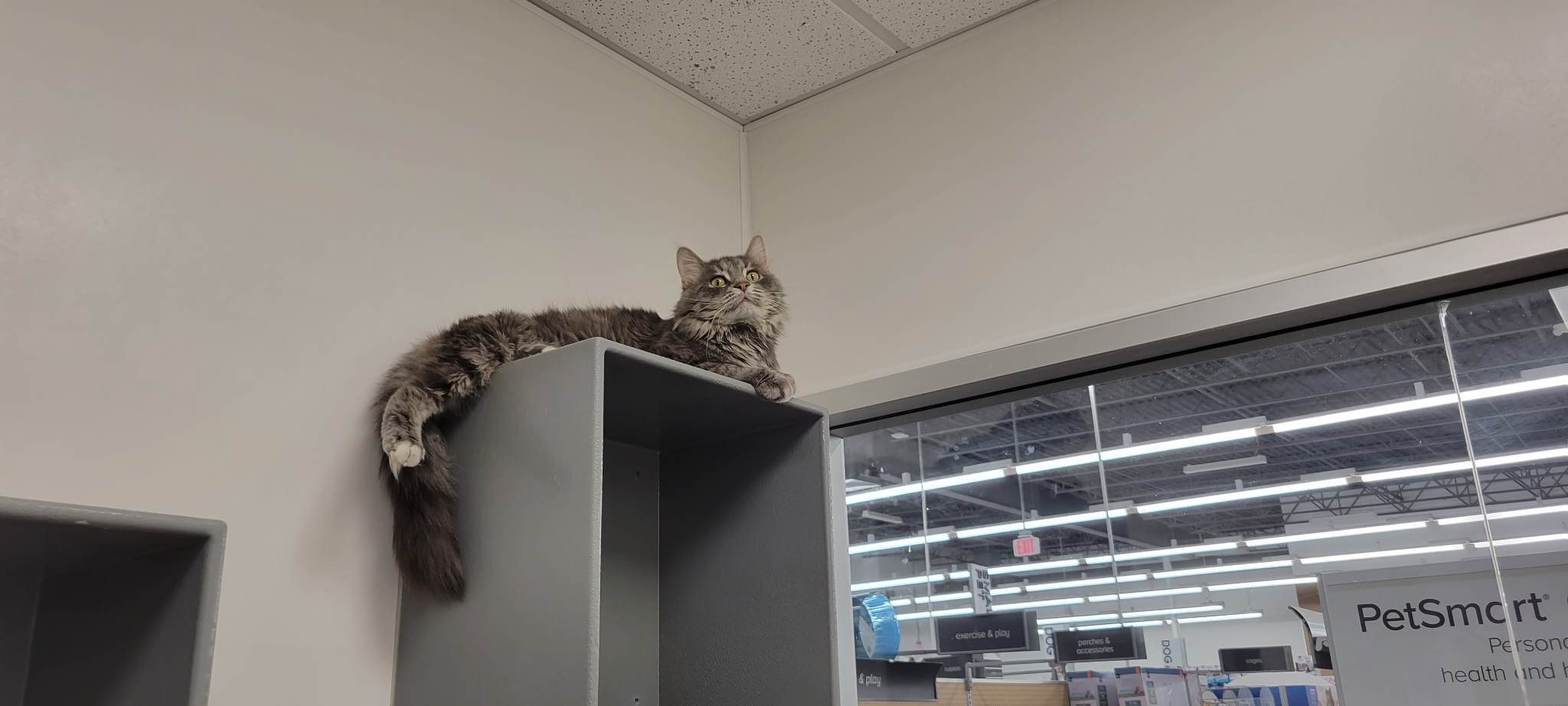 Scruffy, a Adopted Domestic Long Hair in Heath, OH image 2/4