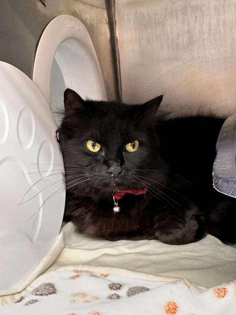Matilda (Tillie), Adoptable, Adult Female Domestic Long Hair.