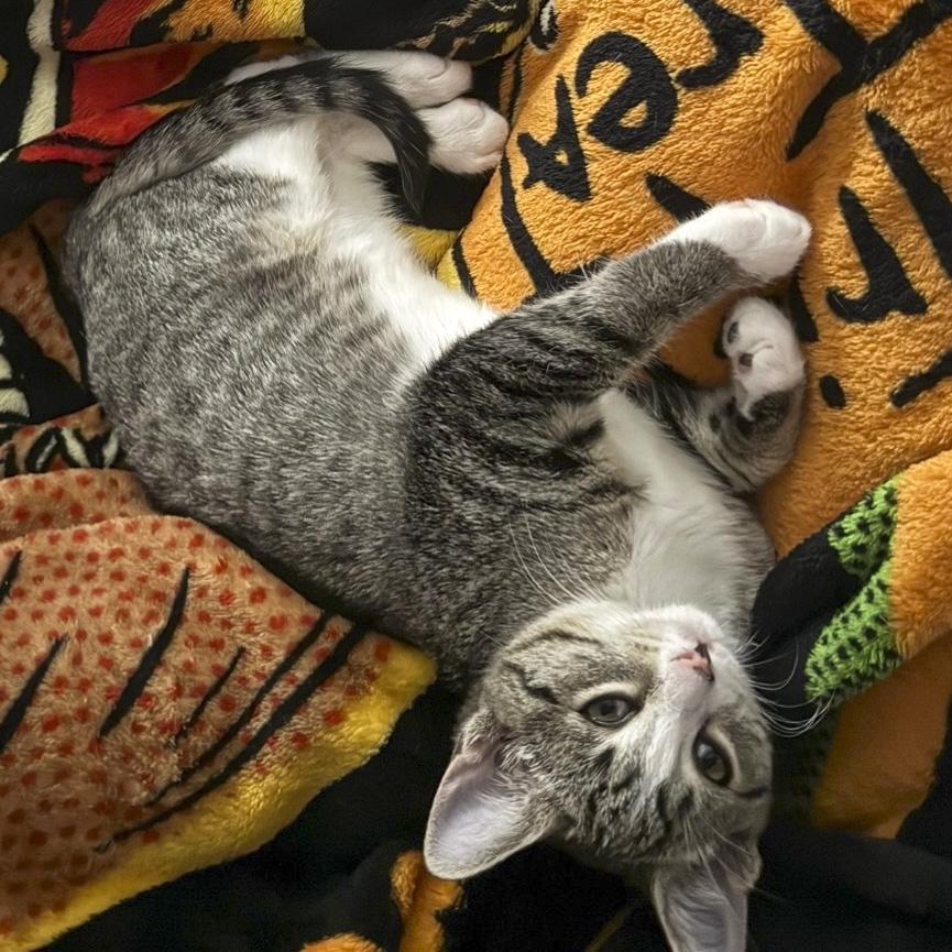 Astrid, Adoptable, Kitten Female Tabby & Domestic Short Hair.