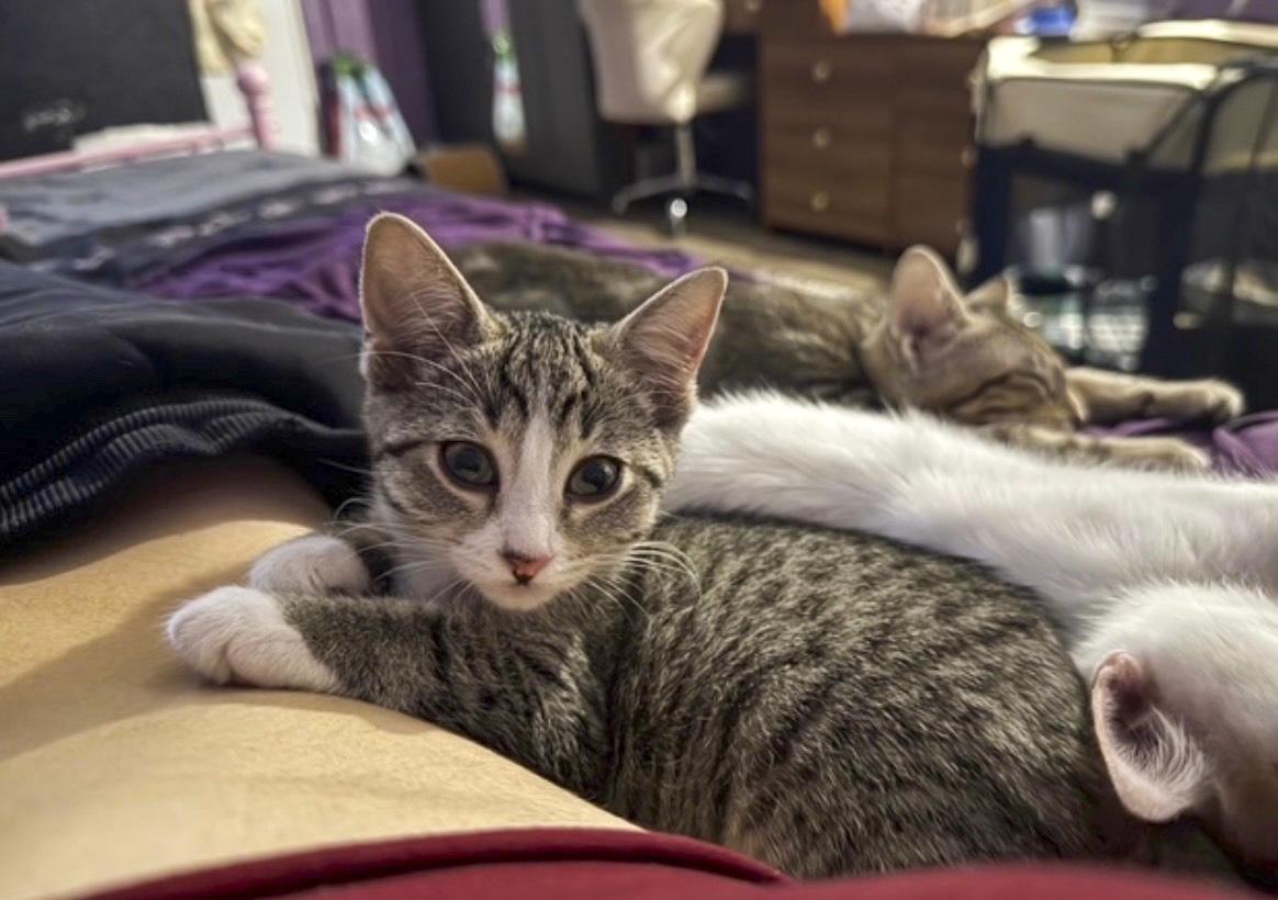 Enlarge Astrid, a Adoptable mixed breed in Vallejo, CA image 2/4