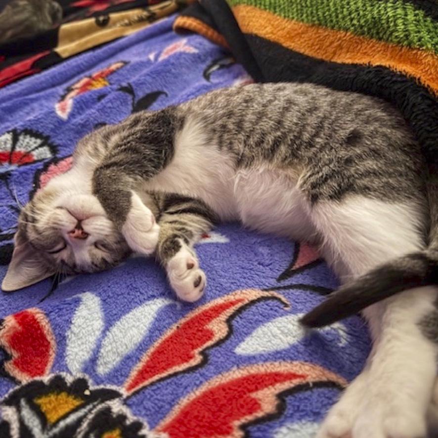 Enlarge Astrid, a Adoptable mixed breed in Vallejo, CA image 3/4