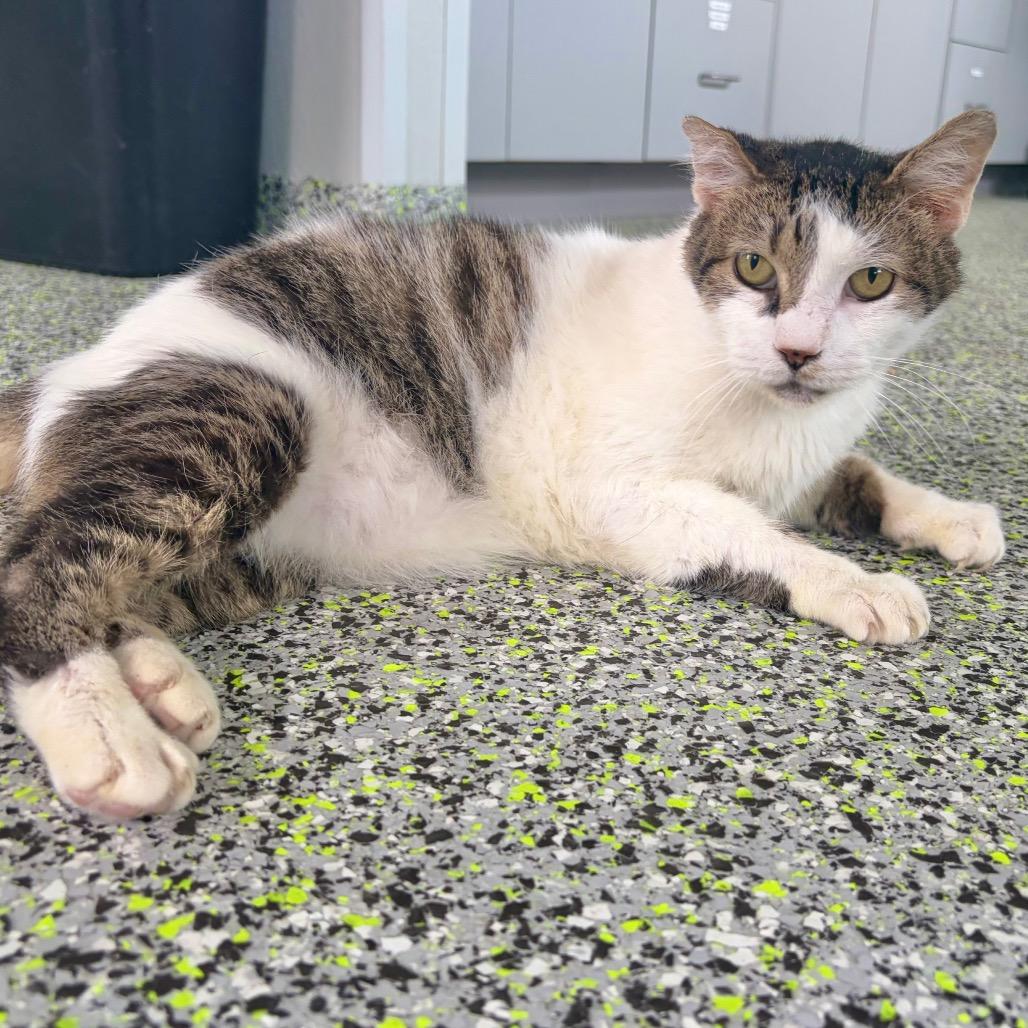 Enlarge Ozzie, a Adoptable Domestic Long Hair in Kerrville, TX image 1/5