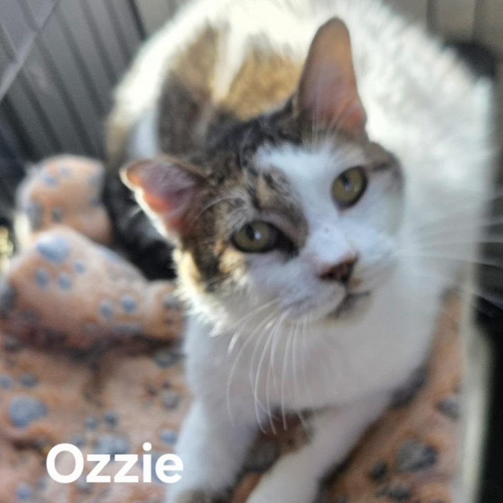 Enlarge Ozzie, a Adoptable Domestic Long Hair in Kerrville, TX image 2/5