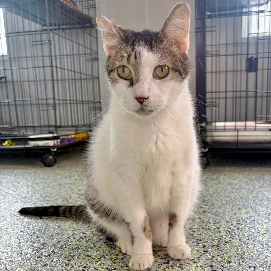 Enlarge Ozzie, a Adoptable Domestic Long Hair in Kerrville, TX image 3/5