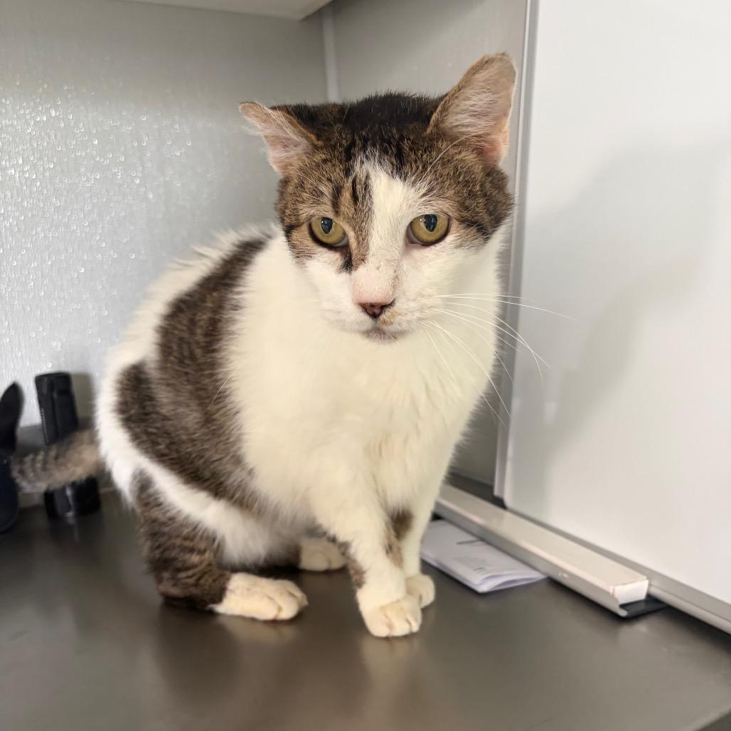 Enlarge Ozzie, a Adoptable Domestic Long Hair in Kerrville, TX image 4/5