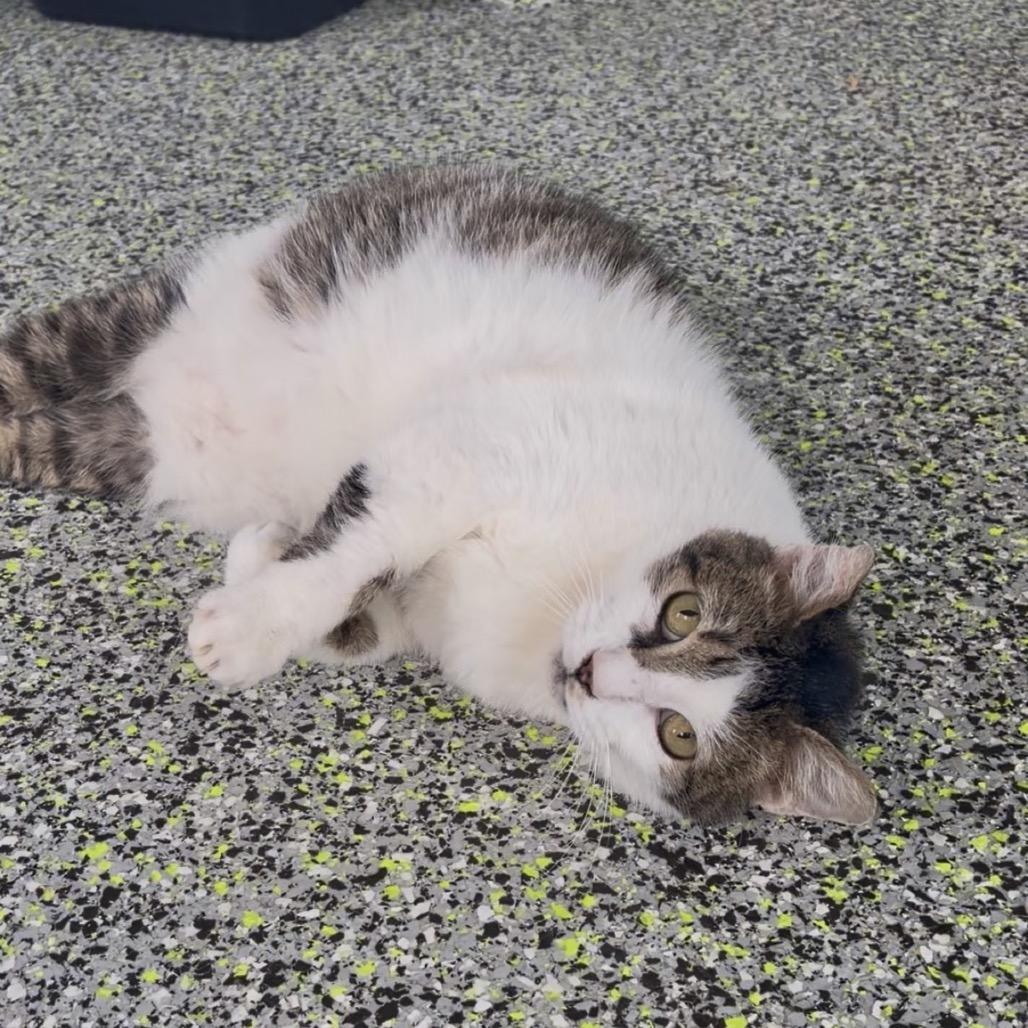 Enlarge Ozzie, a Adoptable Domestic Long Hair in Kerrville, TX image 5/5