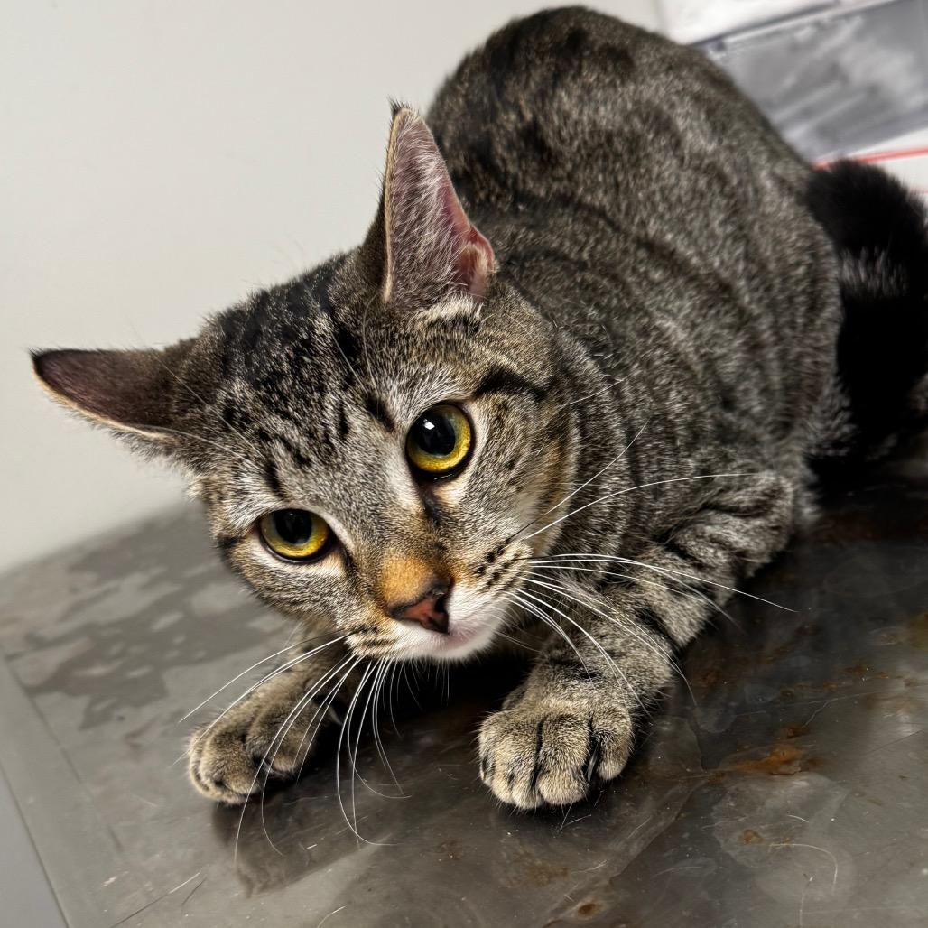 Enlarge Vivian, a Adoptable Domestic Short Hair in Concord, NC image 1/2