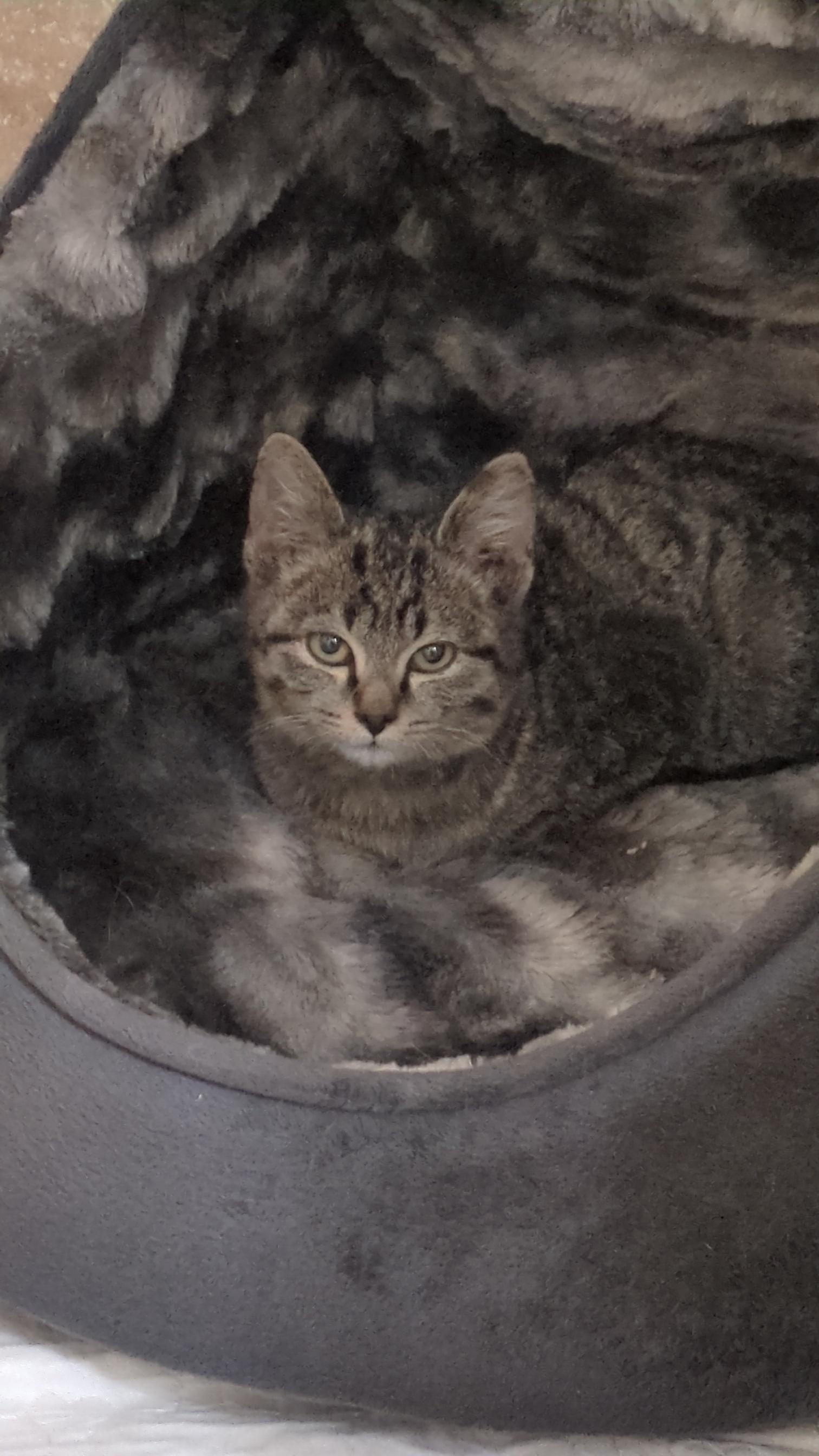 Parker, a Adoptable Tabby in PEARLAND, TX image 2/5
