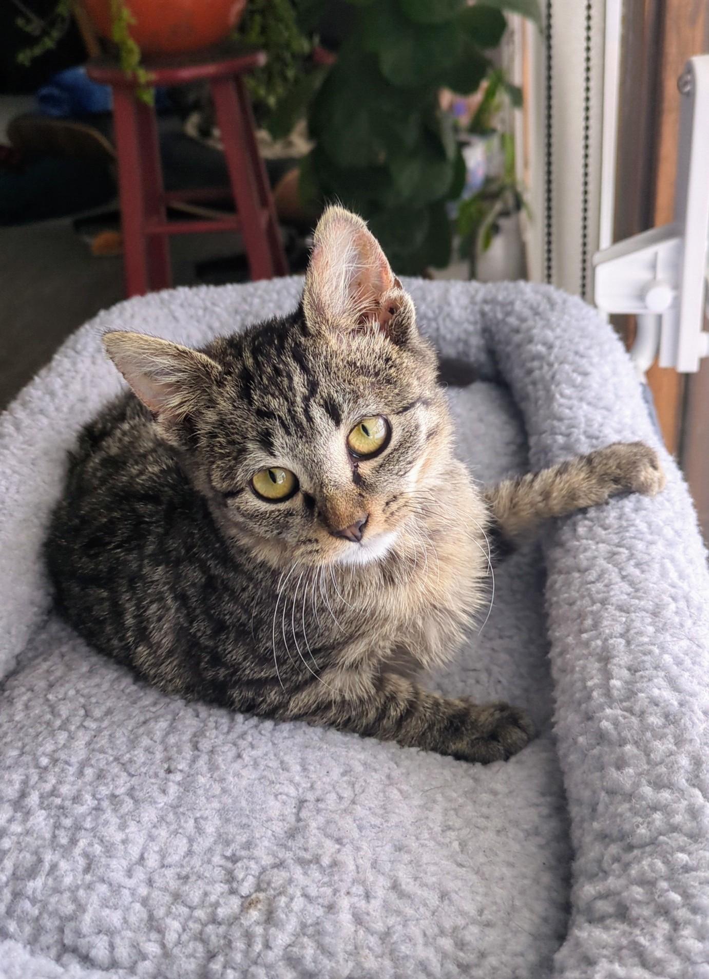 Parker, a Adoptable Tabby in PEARLAND, TX image 1/5