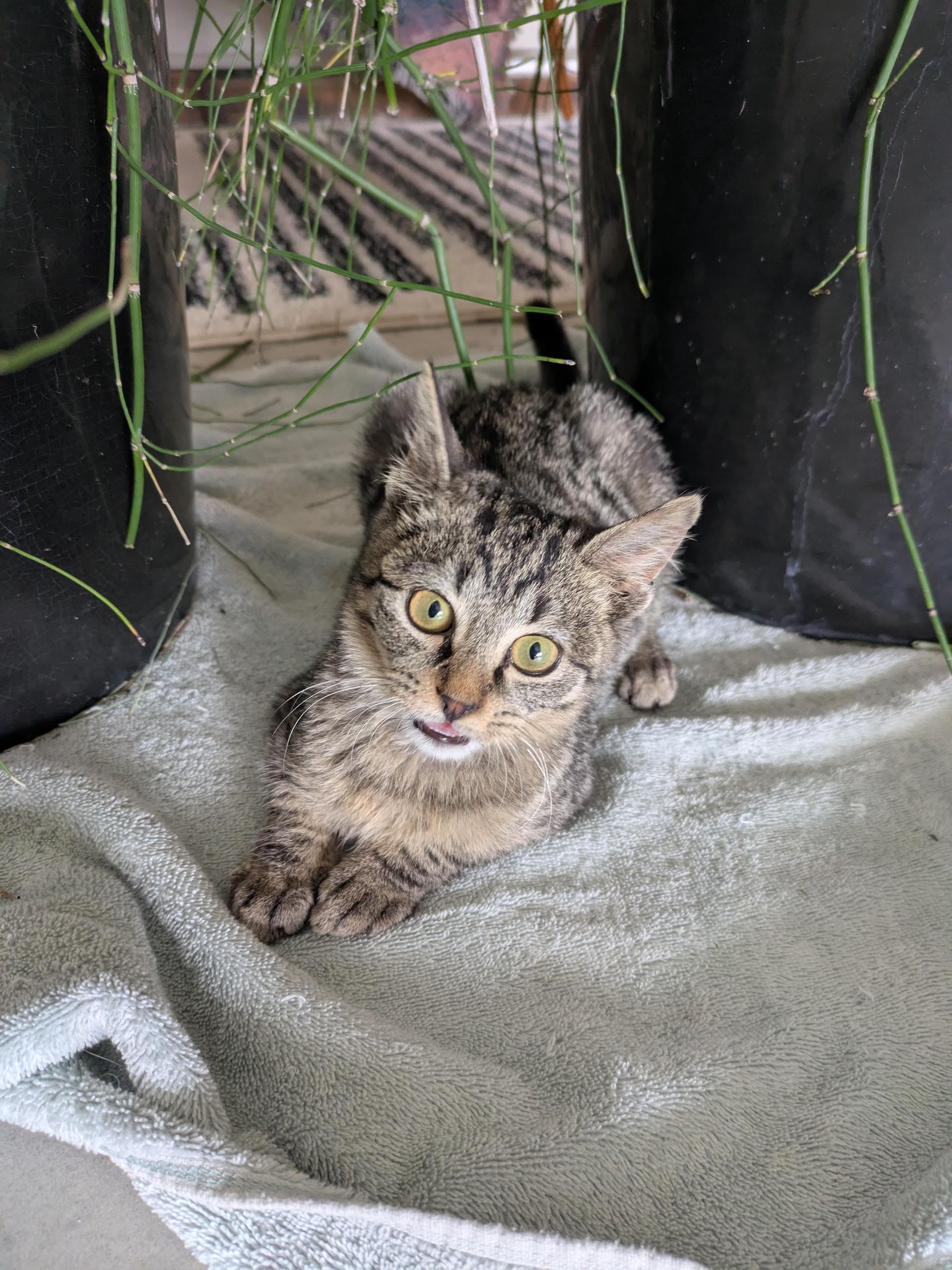 Parker, a Adoptable Tabby in PEARLAND, TX image 3/5