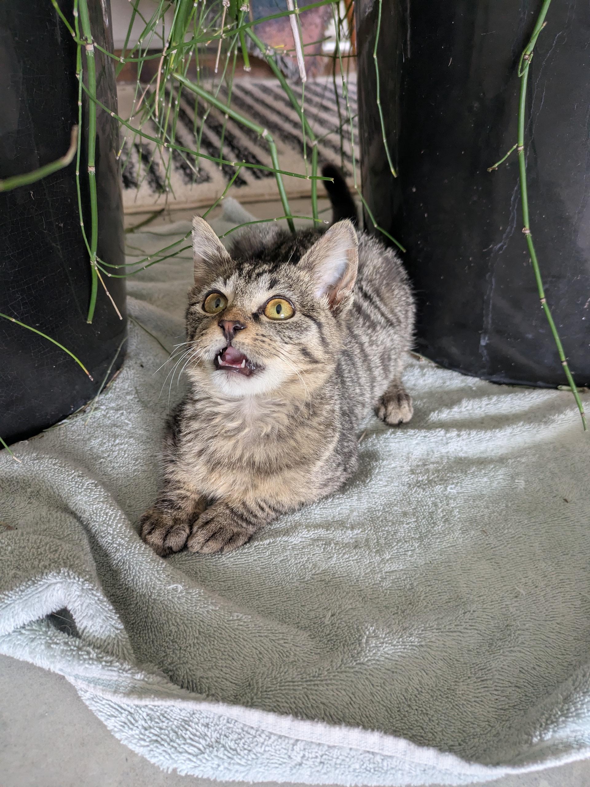Parker, a Adoptable Tabby in PEARLAND, TX image 4/5