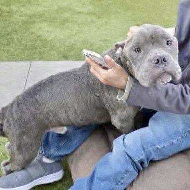 Major, a Adoptable Pit Bull Terrier in Apple Valley, CA image 1/3