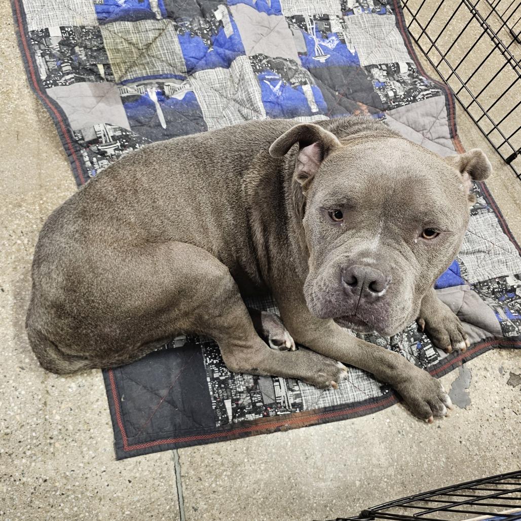 Major, a Adoptable Pit Bull Terrier in Apple Valley, CA image 2/3