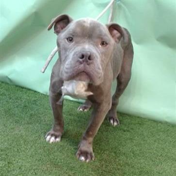 Major, a Adoptable Pit Bull Terrier in Apple Valley, CA image 3/3