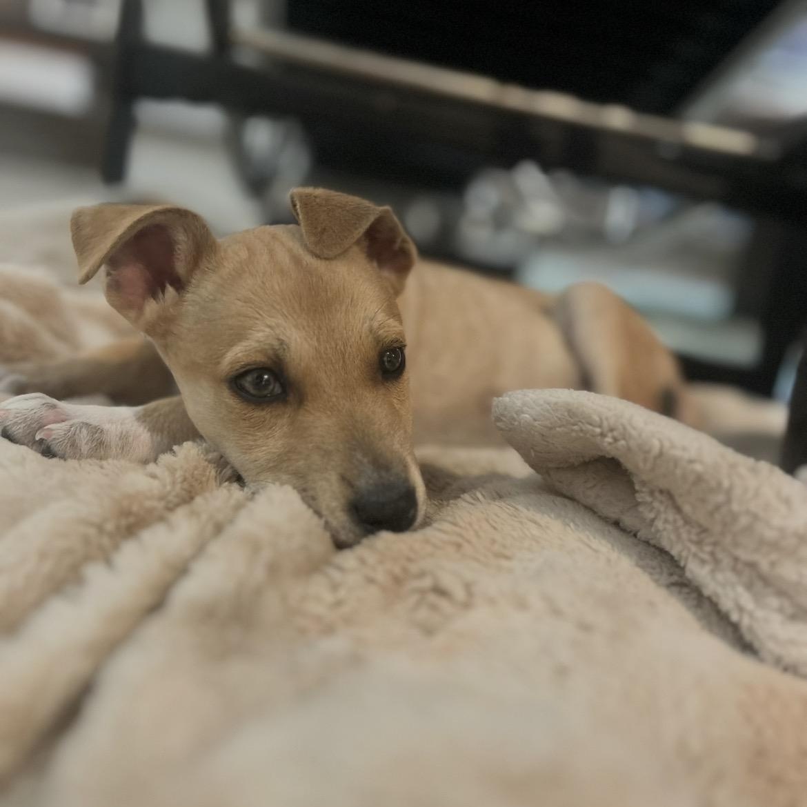 Muse, a Adoptable mixed breed in San Diego, CA image 3/5