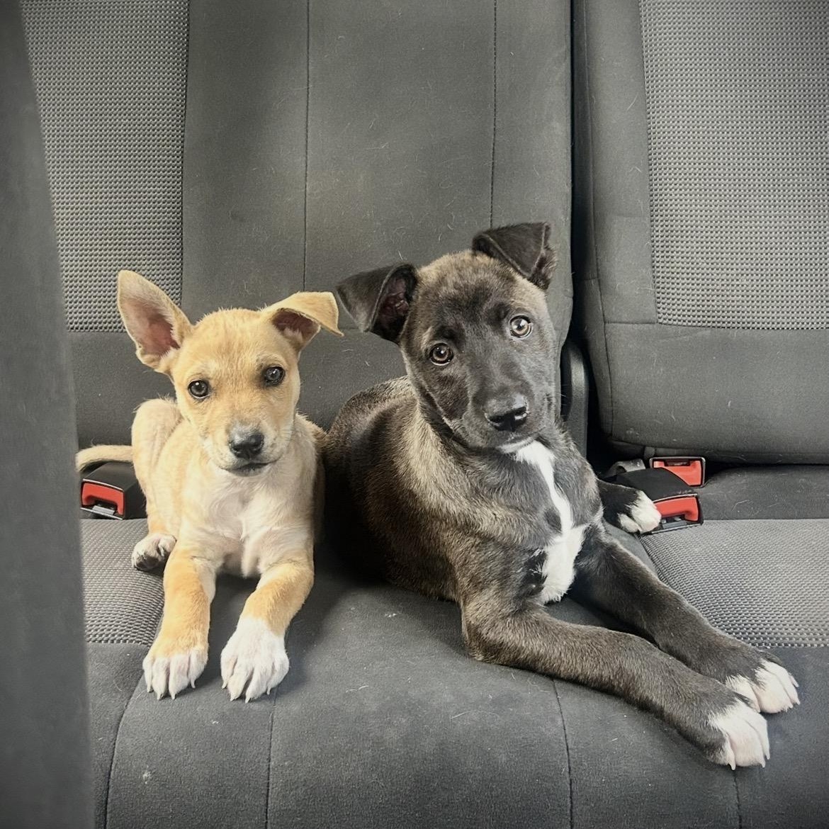 Muse, a Adoptable mixed breed in San Diego, CA image 5/5