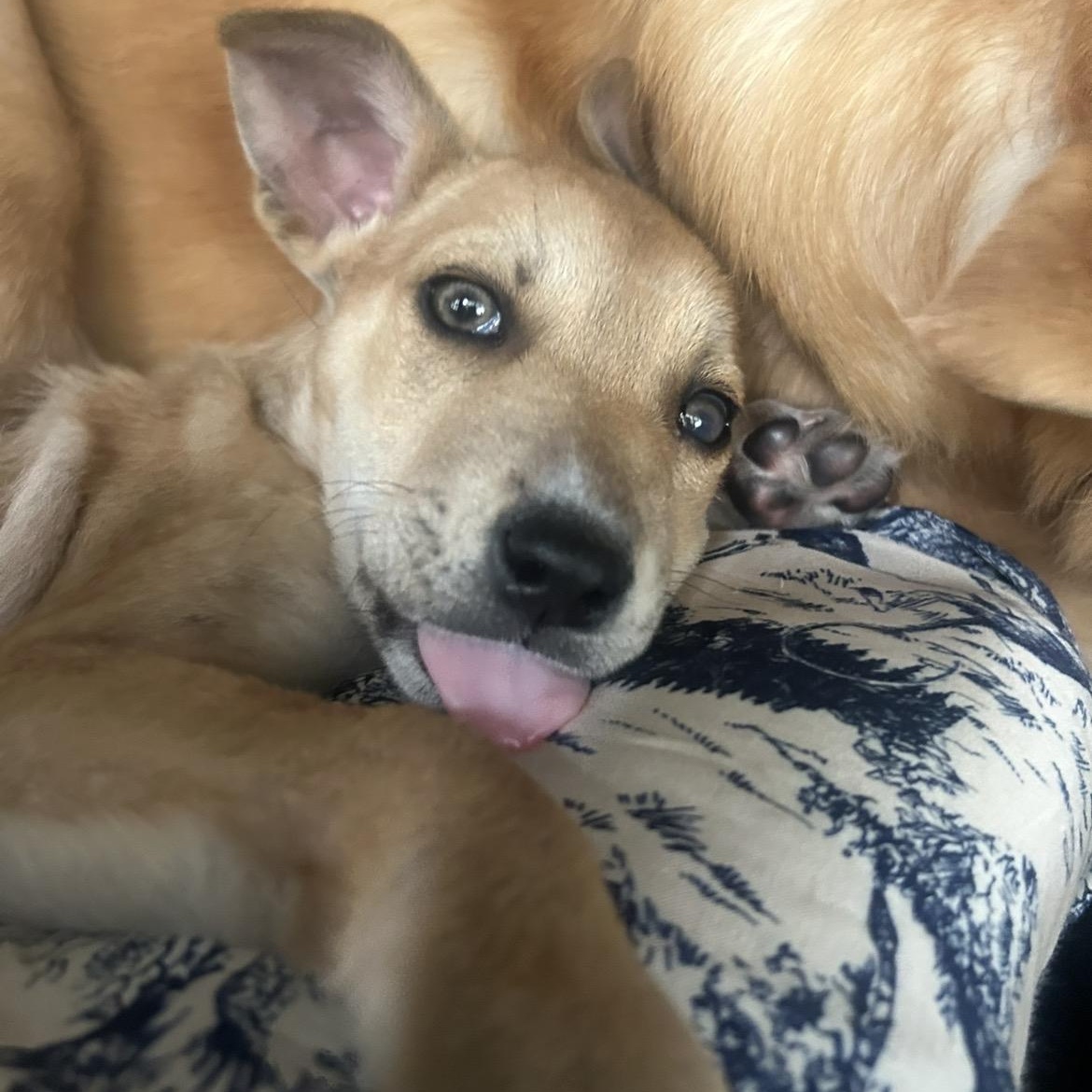 Muse, Adoptable, Puppy Female Shepherd & Husky.