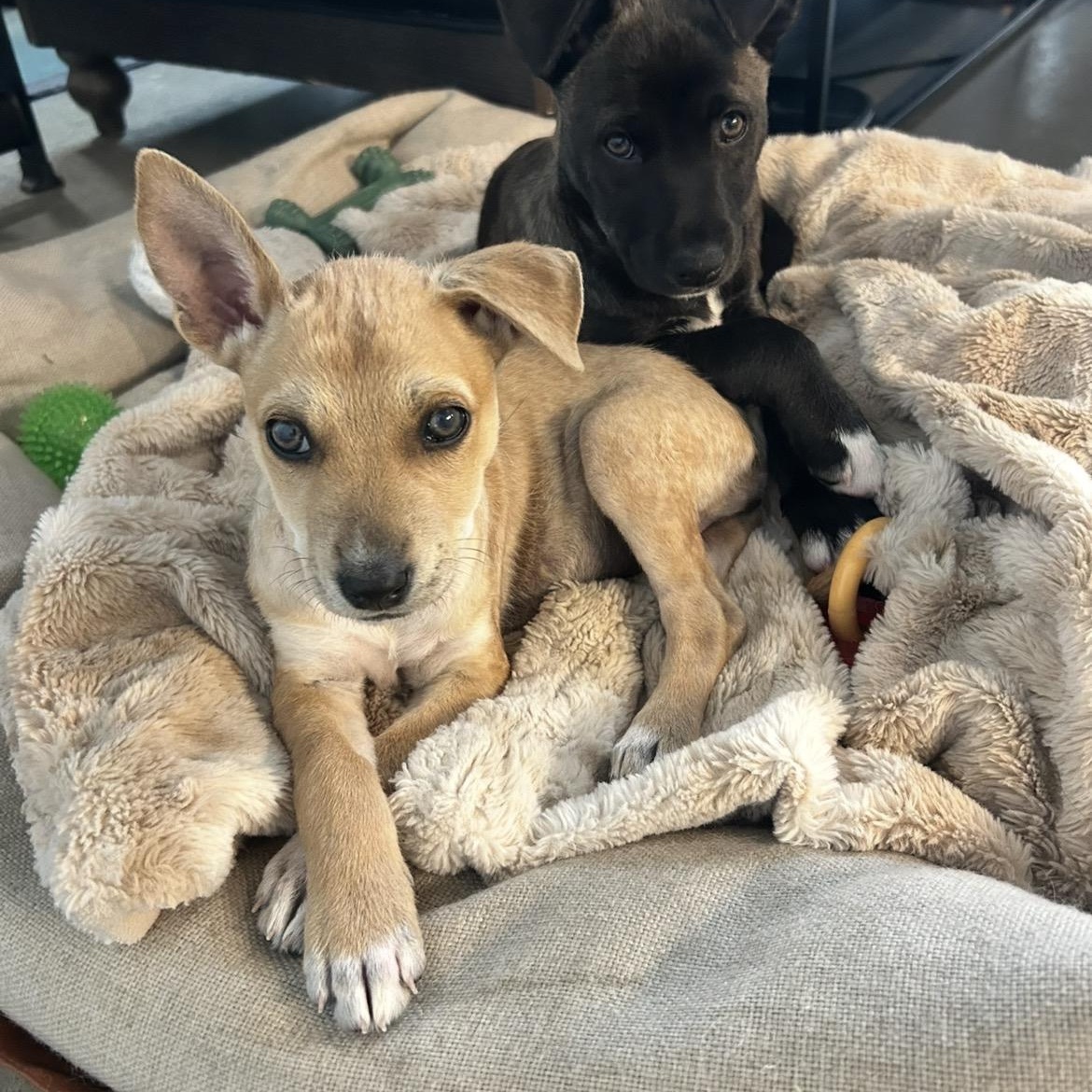 Muse, a Adoptable mixed breed in San Diego, CA image 4/5