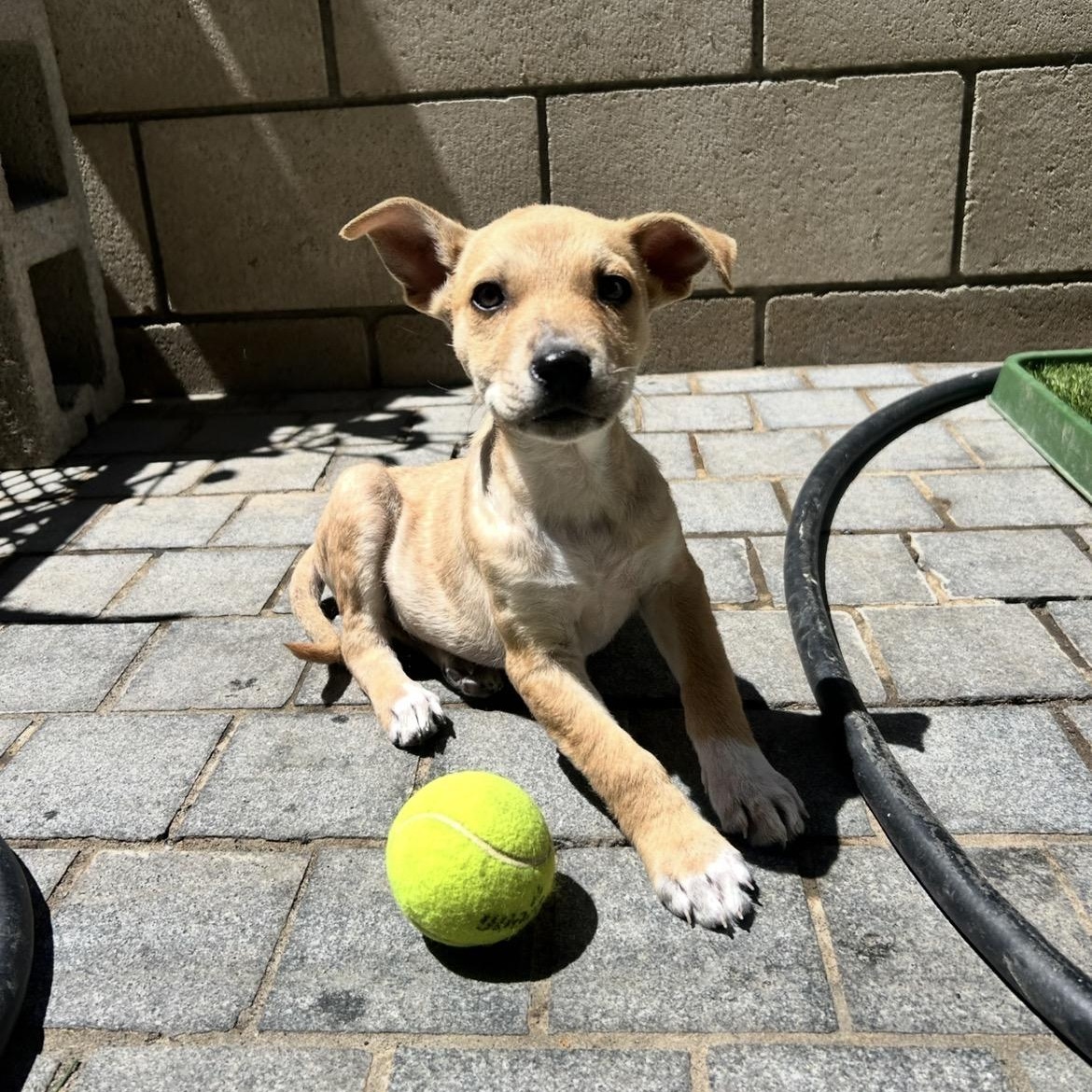 Muse, a Adoptable mixed breed in San Diego, CA image 2/5