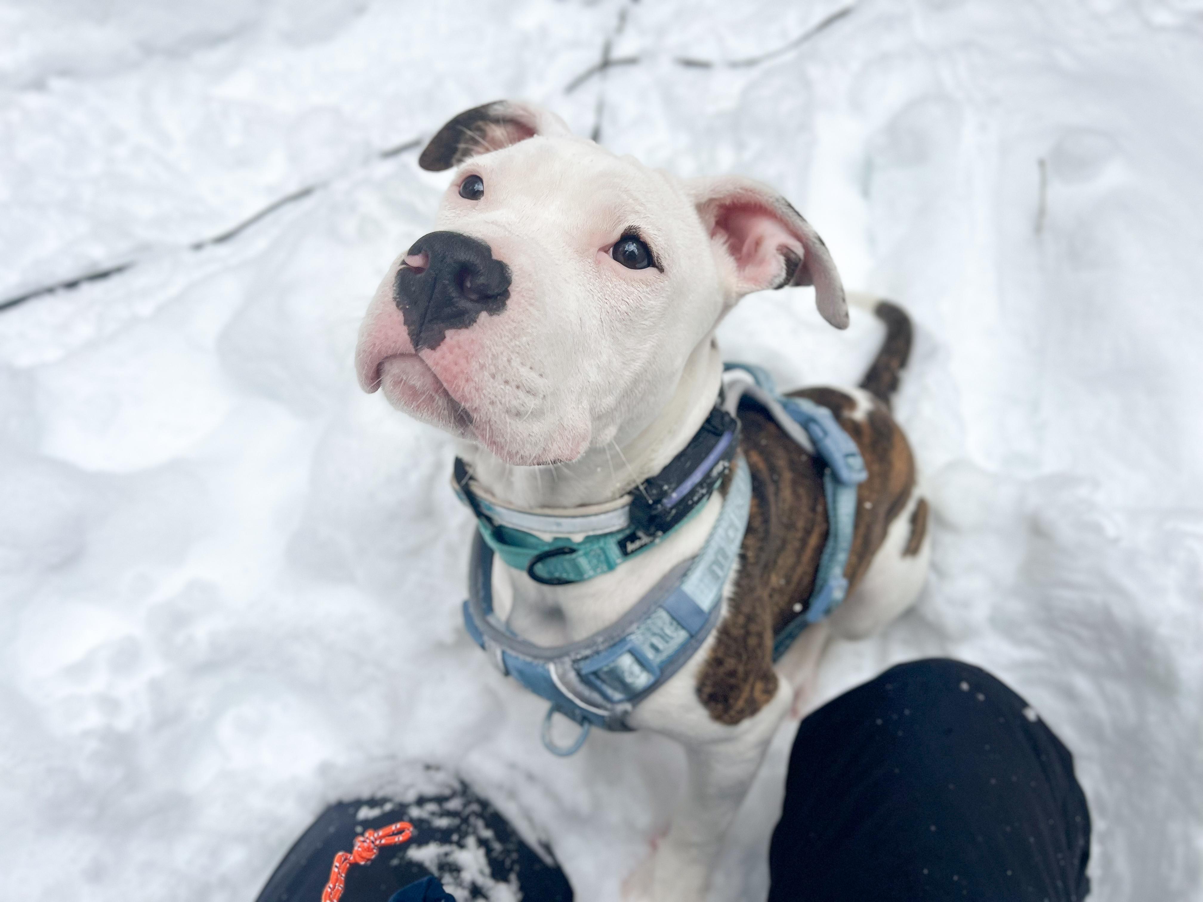 Luna , Adoptable, Puppy Female Mixed Breed.