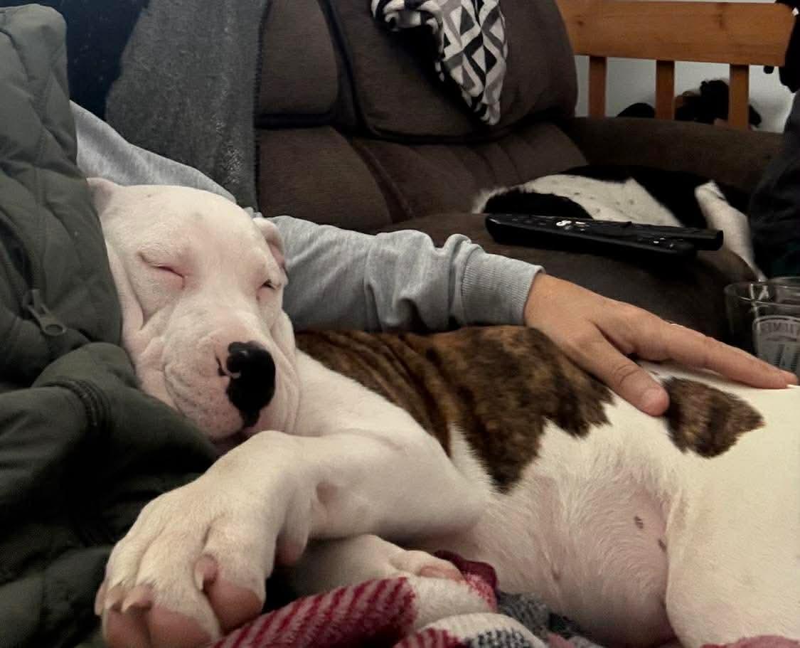 Enlarge Luna , a Adoptable Mixed Breed in Argyle, NY image 4/6