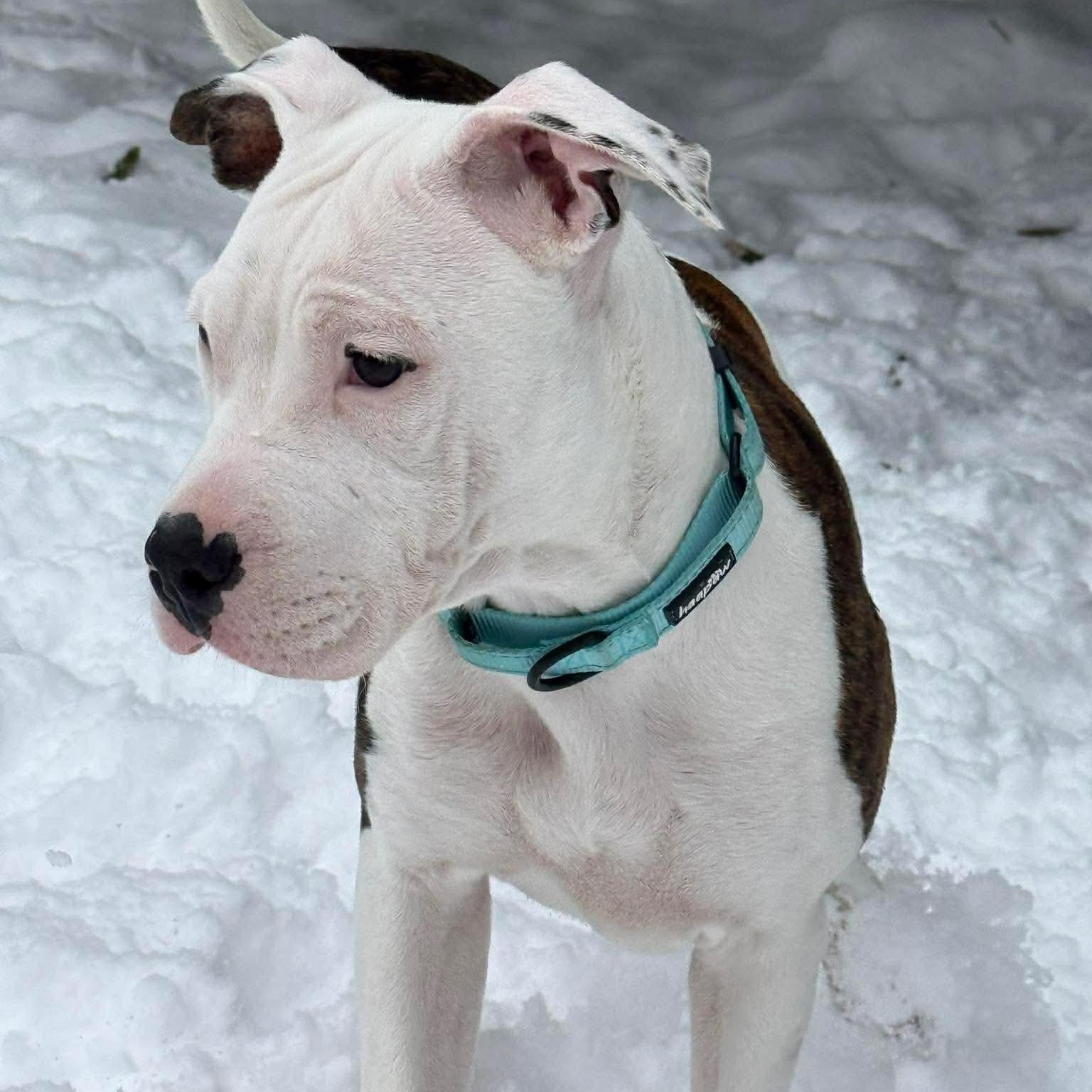 Enlarge Luna , a Adoptable Mixed Breed in Argyle, NY image 2/6