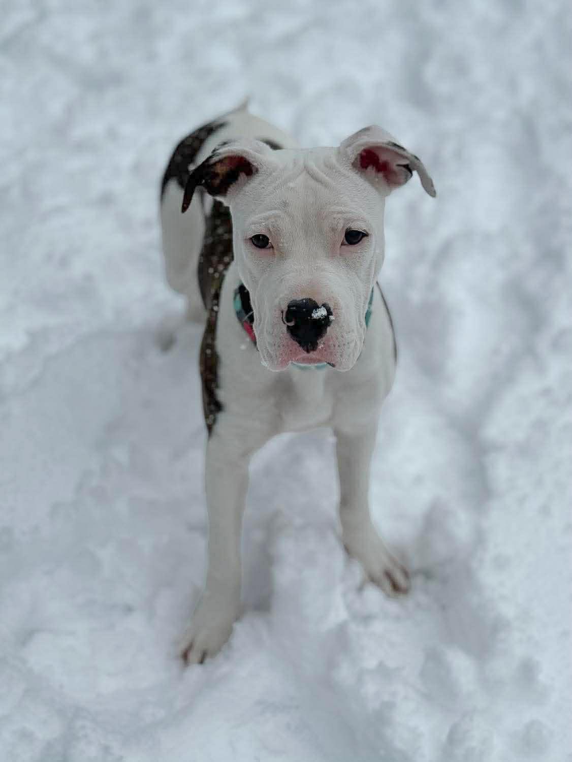 Enlarge Luna , a Adoptable Mixed Breed in Argyle, NY image 5/6