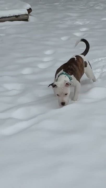 Enlarge Luna , a Adoptable Mixed Breed in Argyle, NY video 6/6