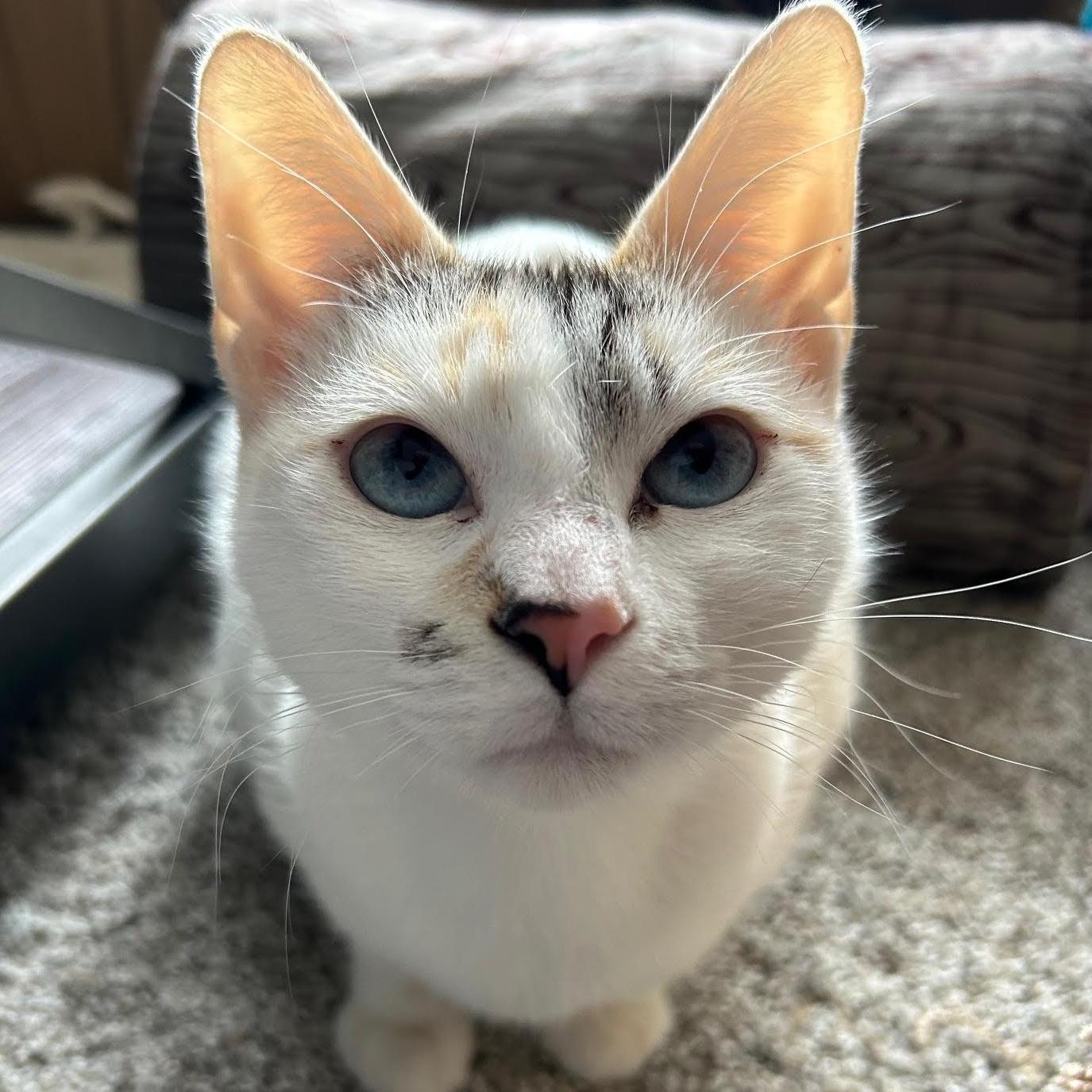 Lucy, Adoptable, Young Female Domestic Short Hair & Siamese.