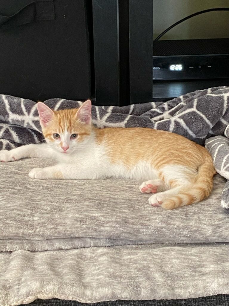 Chick, Adopted, Kitten Male Domestic Short Hair.