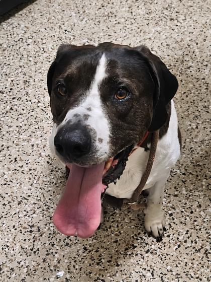 Enlarge Tucker, a Adoptable mixed breed in Pendleton, OR image 1/1