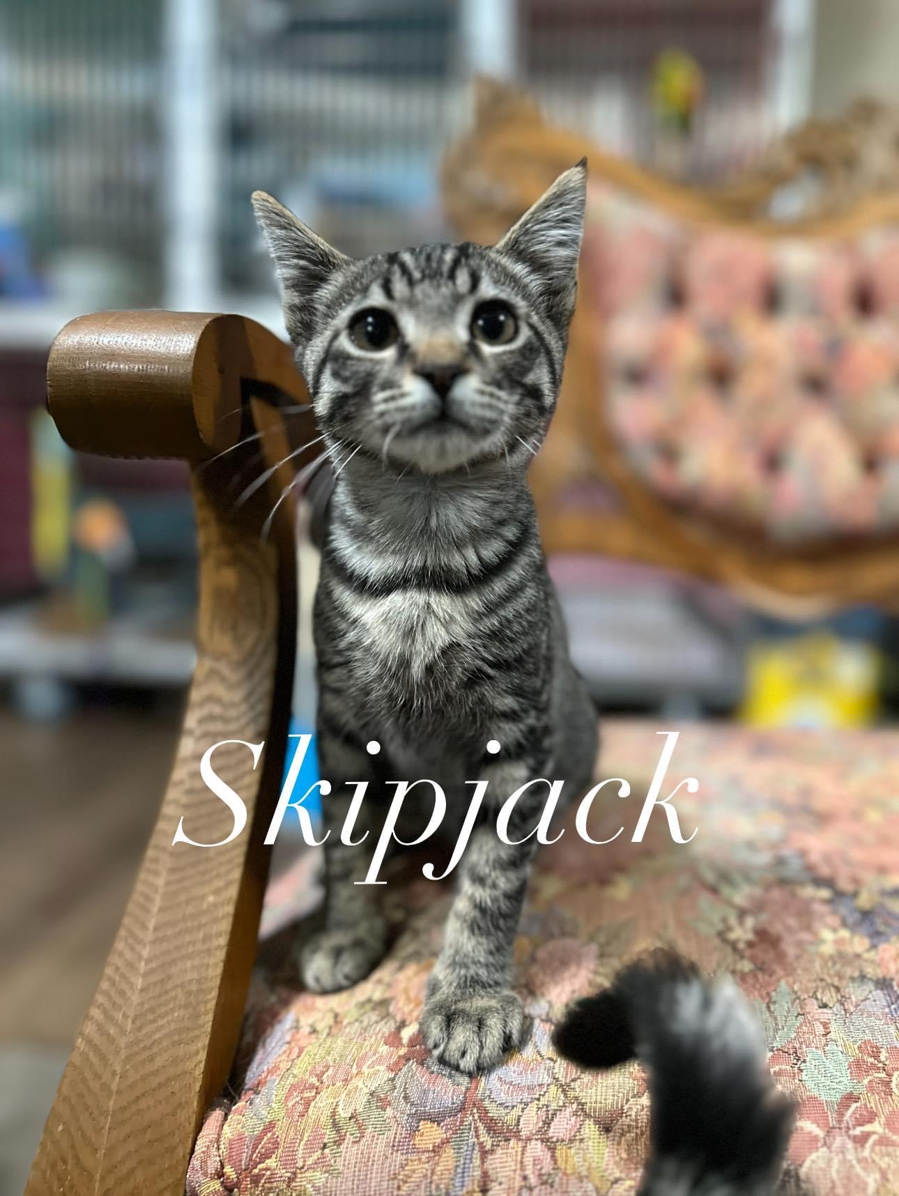 Skipjack