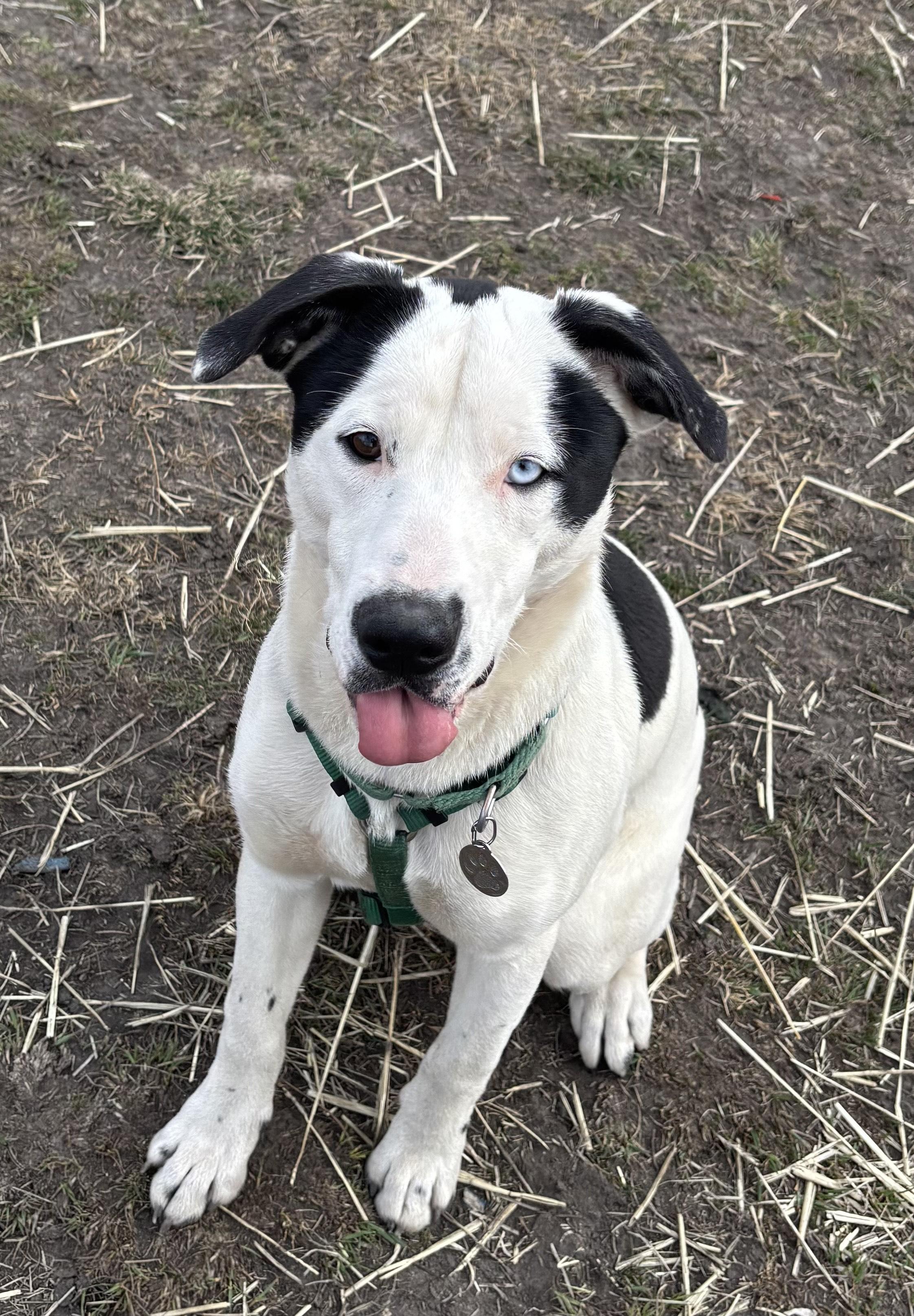 Enlarge Atlas, a ADOPTABLE mixed breed in La Grande, OR image 1/1