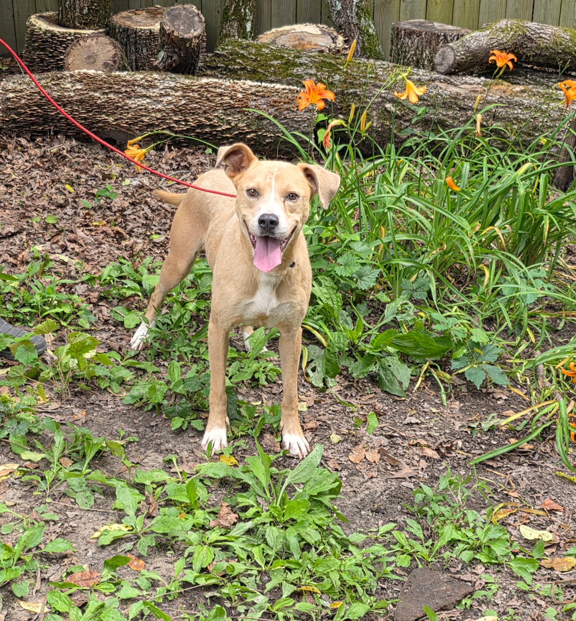Enlarge Humphrey, a Adoptable American Staffordshire Terrier in bauxite, AR image 3/6