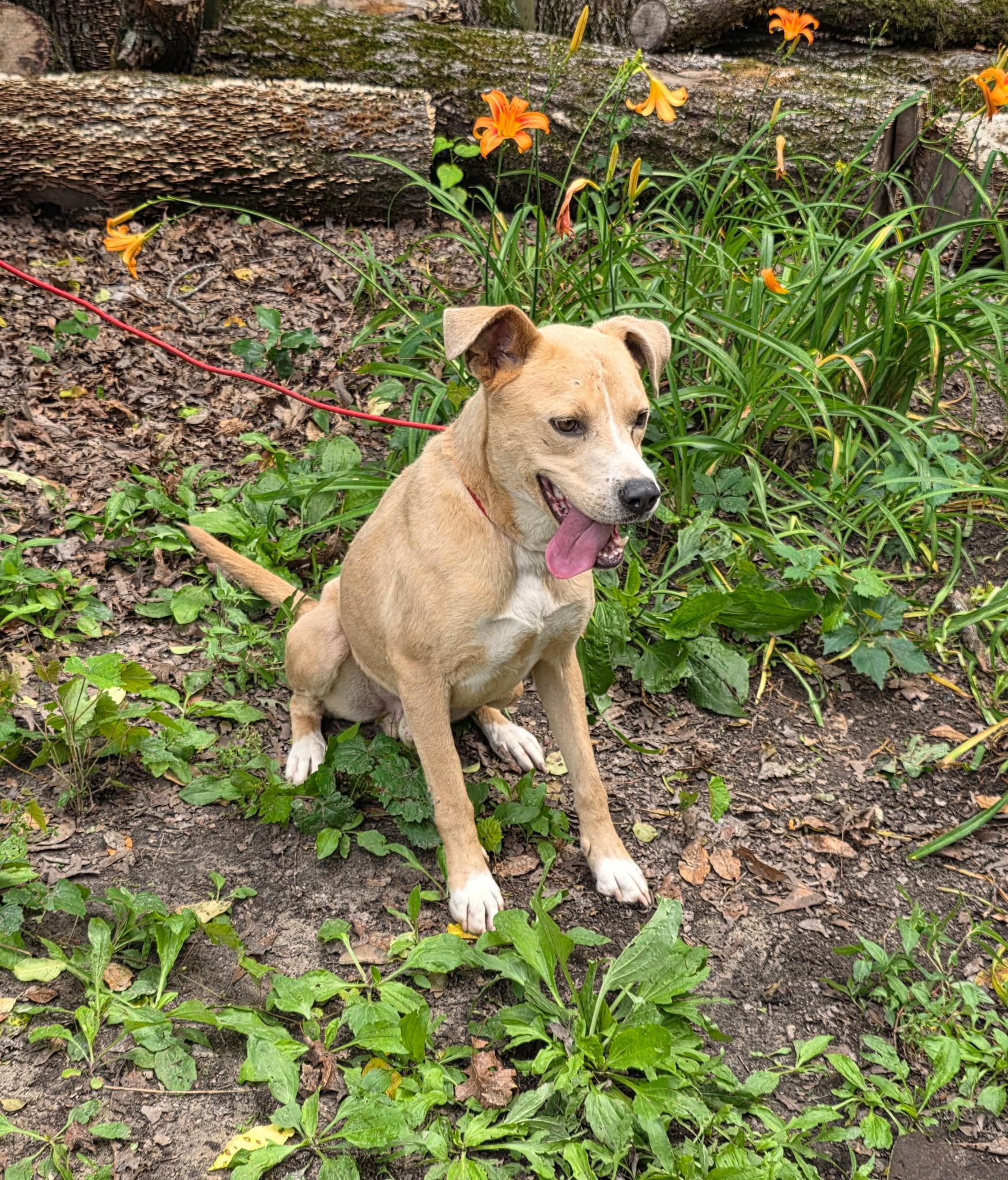 Enlarge Humphrey, a Adoptable American Staffordshire Terrier in bauxite, AR image 5/6