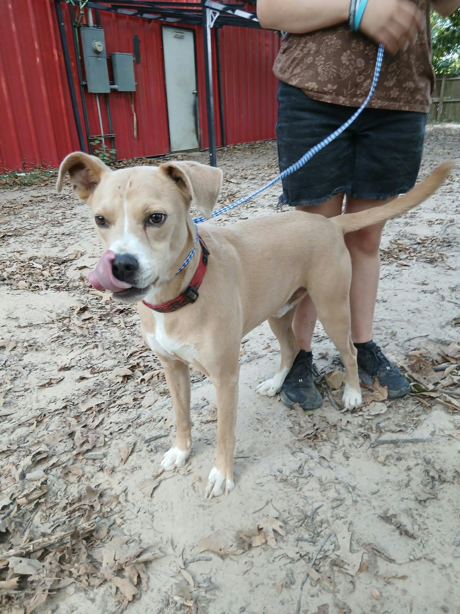 Enlarge Humphrey, a Adoptable American Staffordshire Terrier in bauxite, AR image 3/3