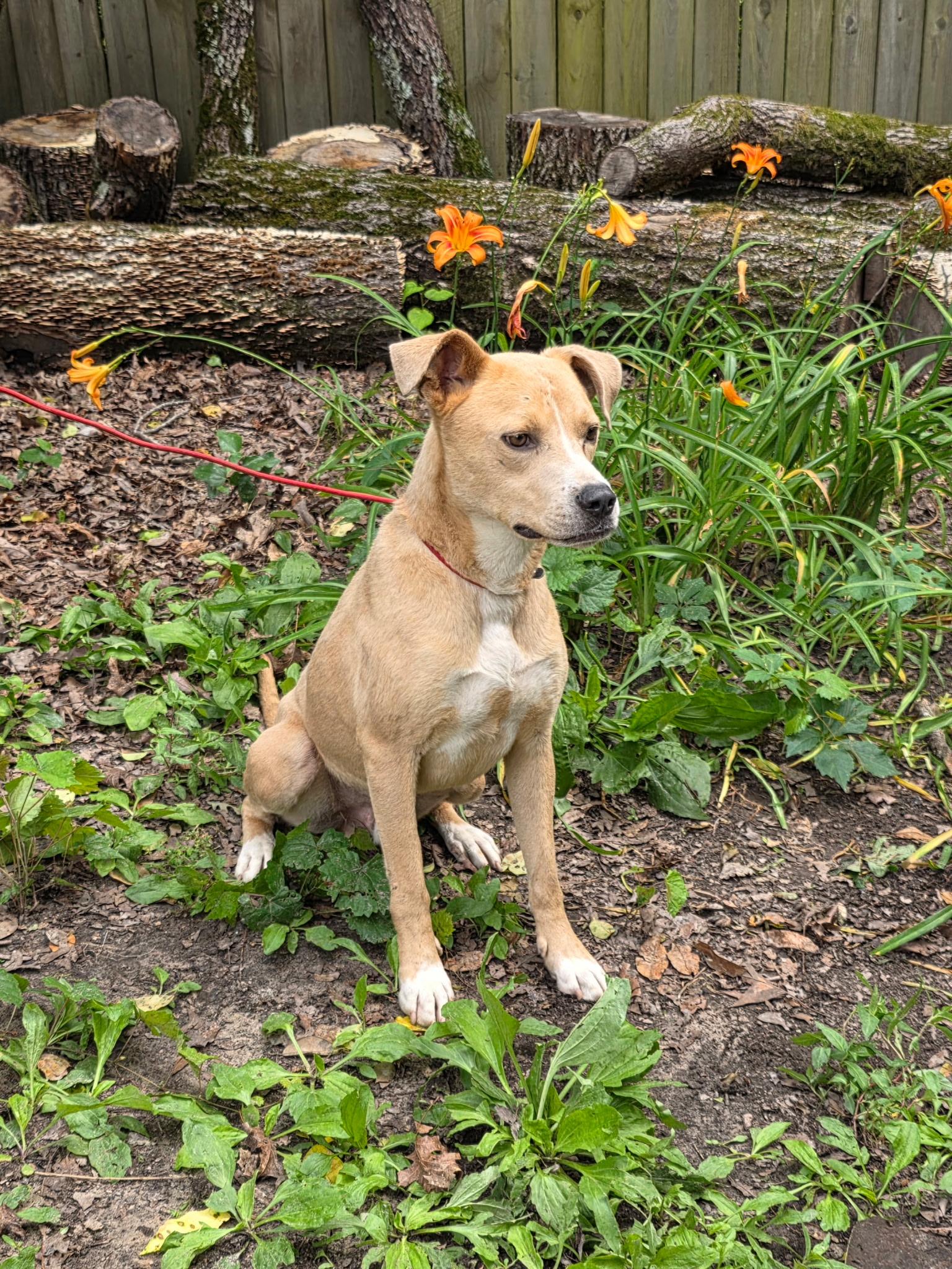 Enlarge Humphrey, a Adoptable American Staffordshire Terrier in bauxite, AR image 4/6