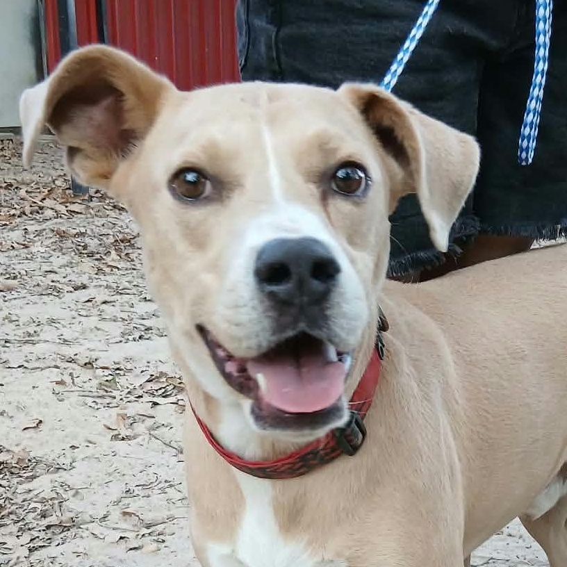 Enlarge Humphrey, a Adoptable American Staffordshire Terrier in bauxite, AR image 1/3