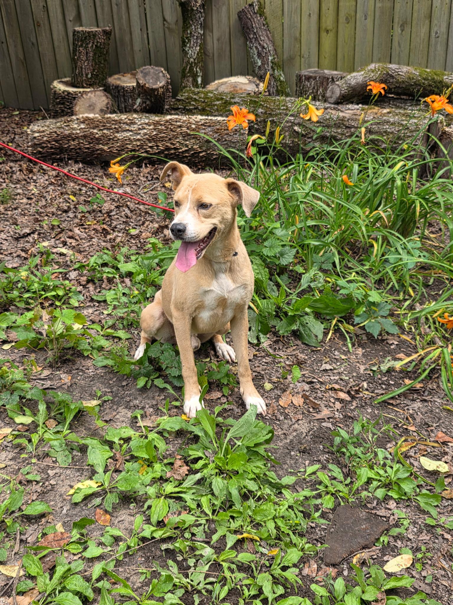 Enlarge Humphrey, a Adoptable American Staffordshire Terrier in bauxite, AR image 2/6